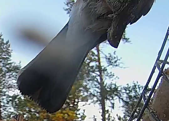 Best image of Black woodpecker