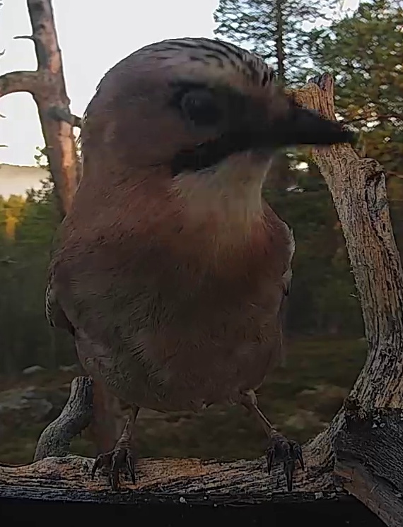 Best image of Eurasian jay