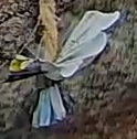 Best image of Great tit