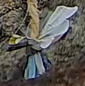 Best image of Short-toed snake eagle